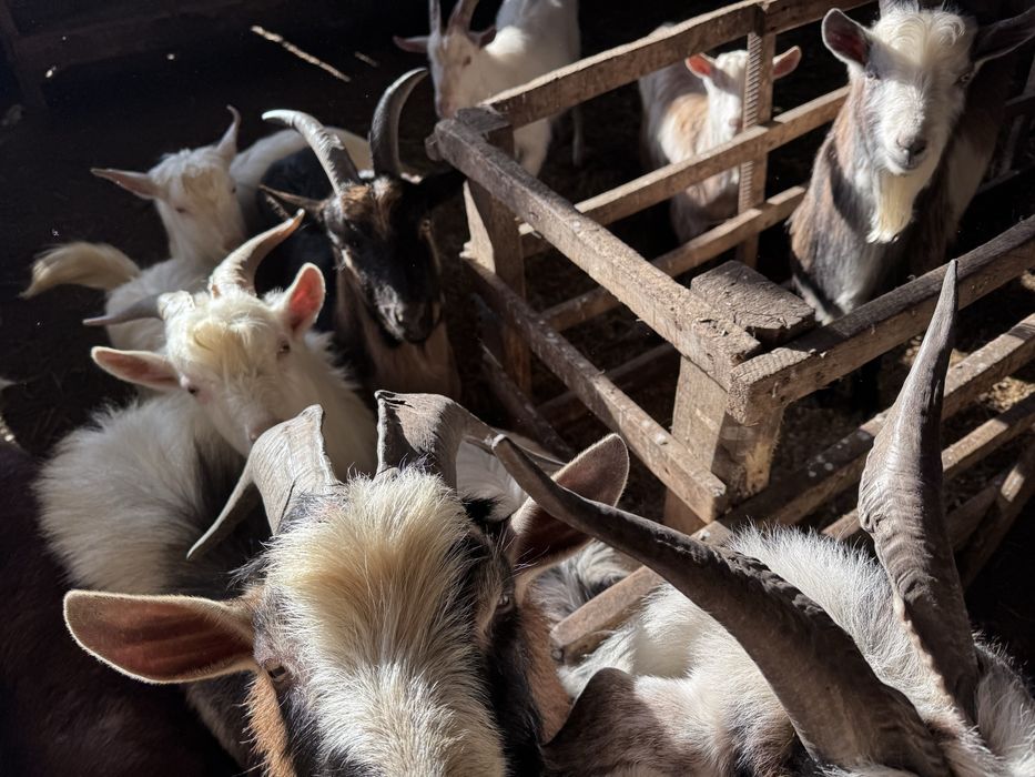 Țapi și iezi sannen și românești