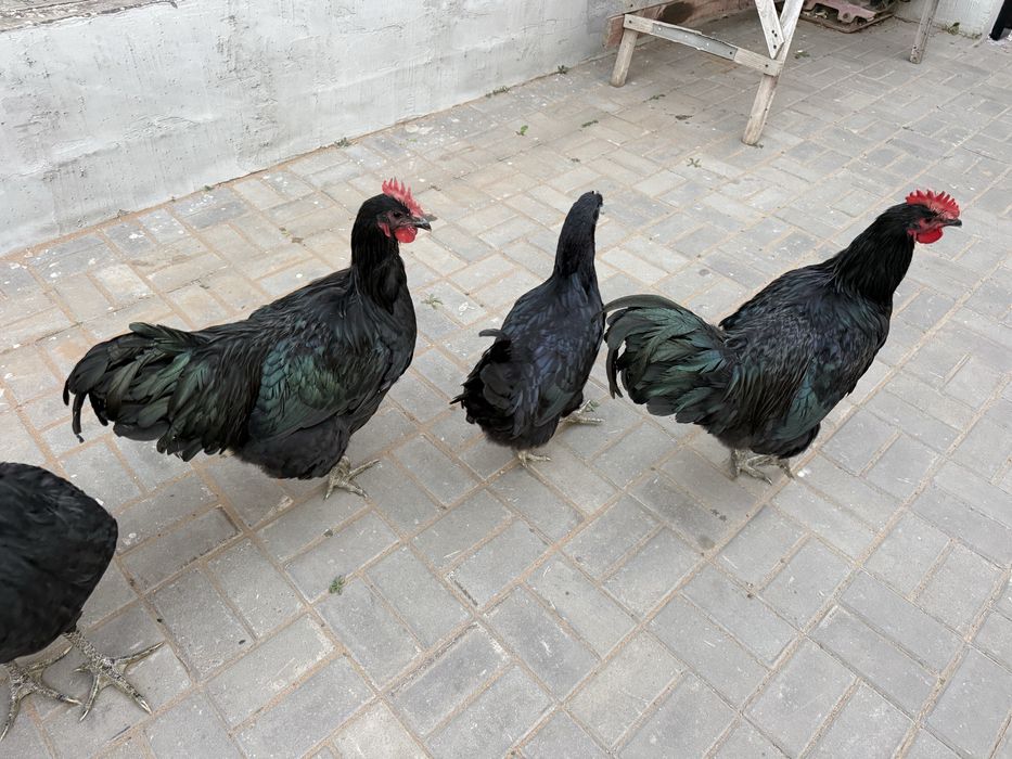 Продам Черных куриц
