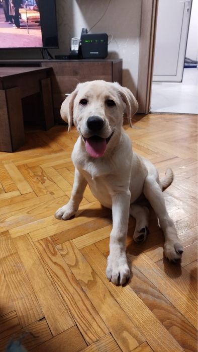 Лабрадор ретривър