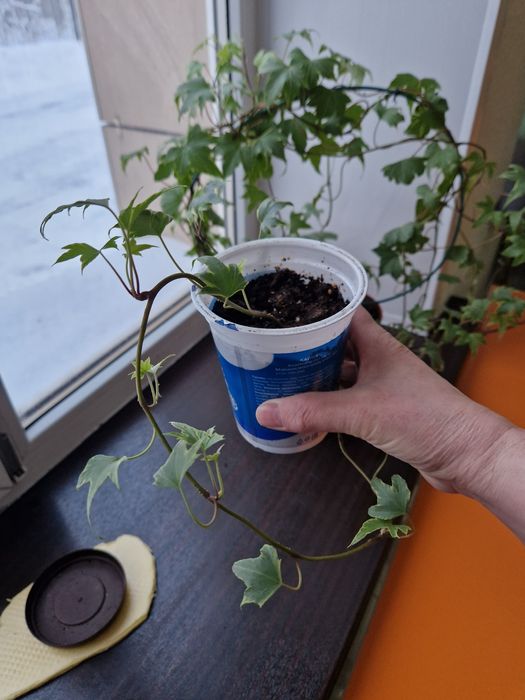 Комнатное растение