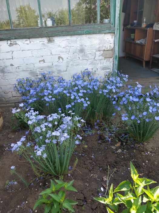 Цветы многолетние