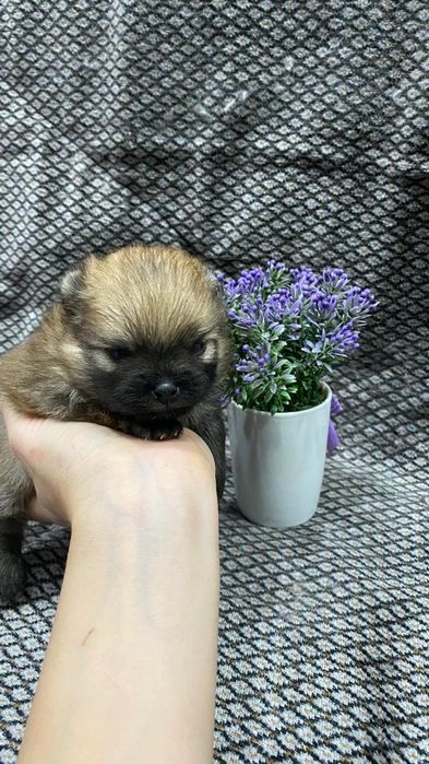 Продам щенков шпица.