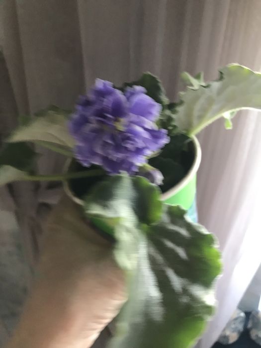 Продам фиалки , разные сорта , разного цвета