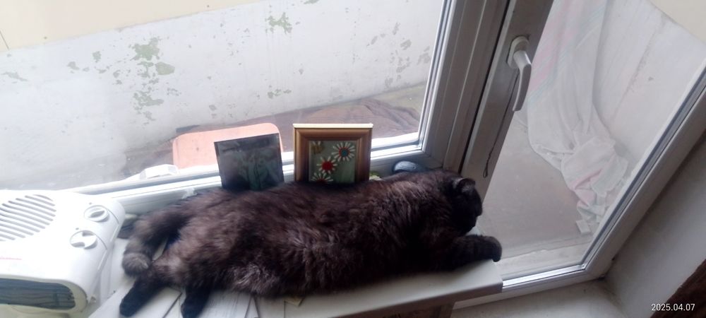 Отдам в добрые руки взрослую британку