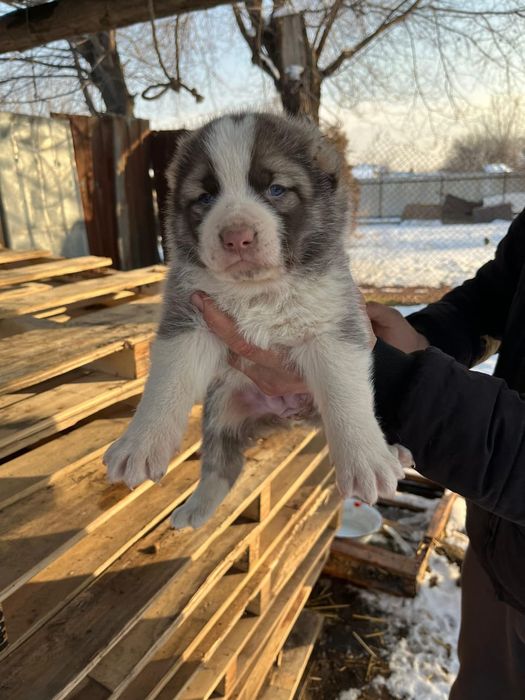 Продам алабай девочку 29 дней