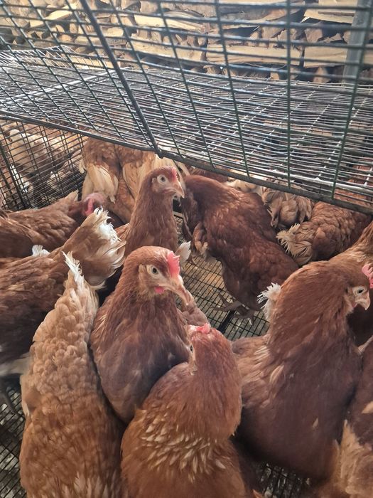 Ломан браун несушки молодые