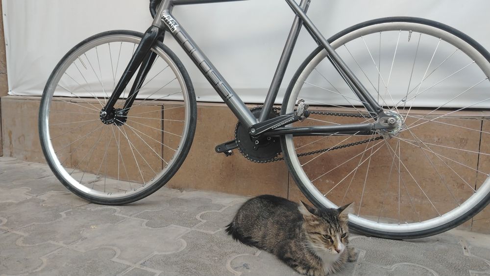 Colossi gt fixed gear