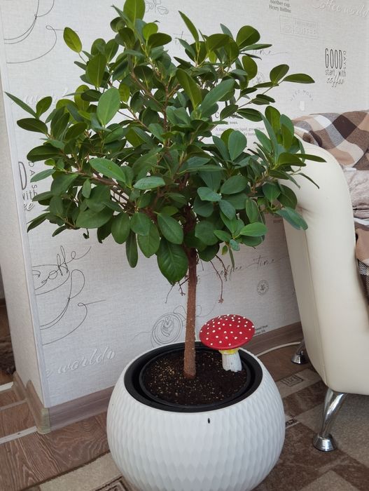 Фикус Микрокарпа