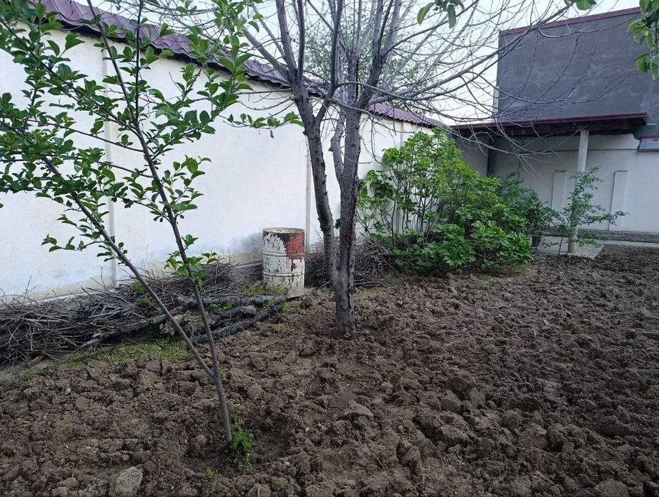 Ветки деревьев дарахт шохлари