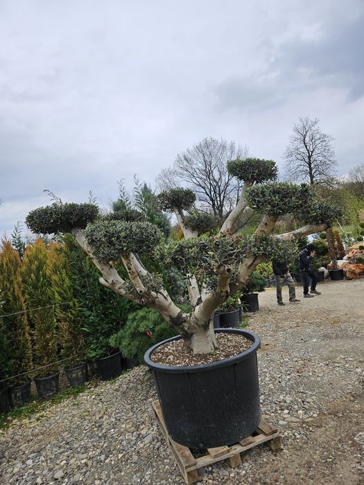 Mesteacan  betula pendula copaci
