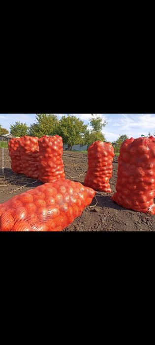 Продам новую картошку