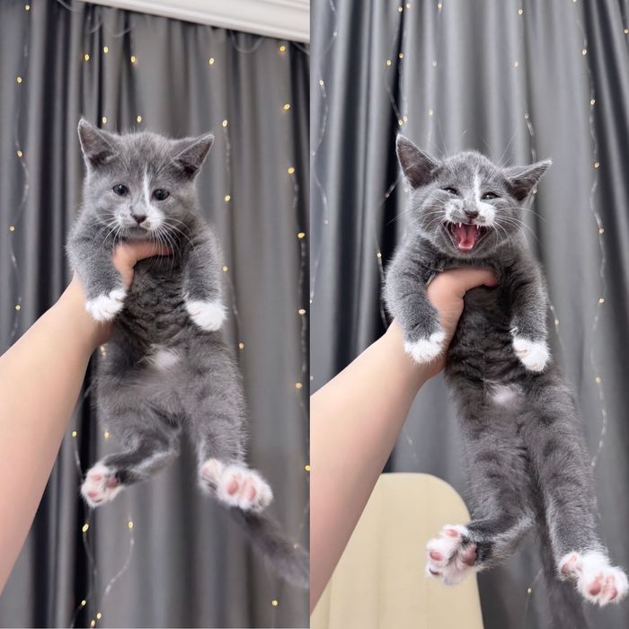 Британские мишки