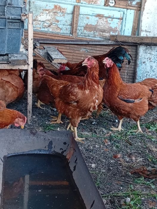 Продам молодых петушков