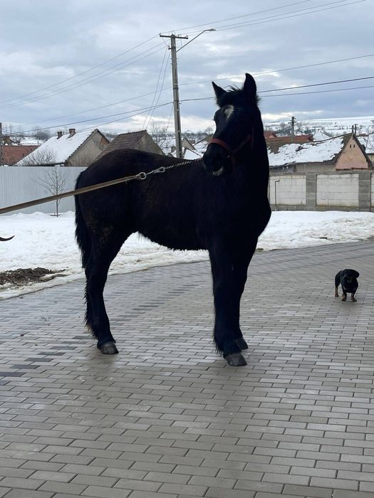 Vand 3 manji foarte buni