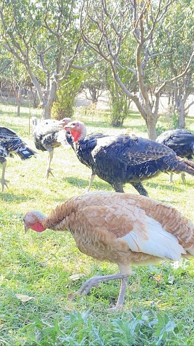 40шт үндік сатылады қоразы