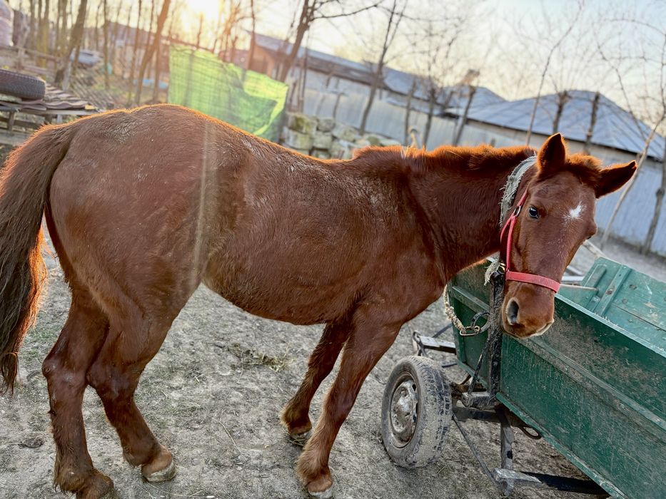 Vand iapa, are 8 ani. Trage foarte bine