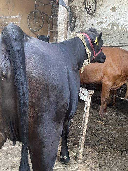 Buğoz sigir angus sotiladi