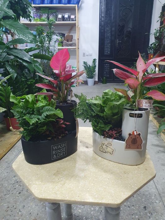 Aglaonema kolleksiya подарочная коллекция