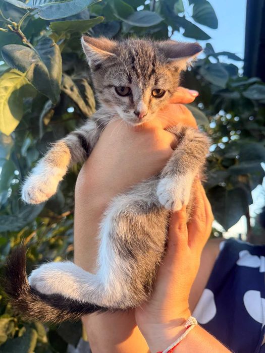 Котята бесплатно