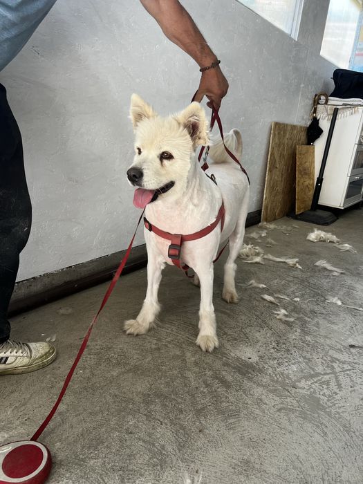 Servicii tuns caini / pisici