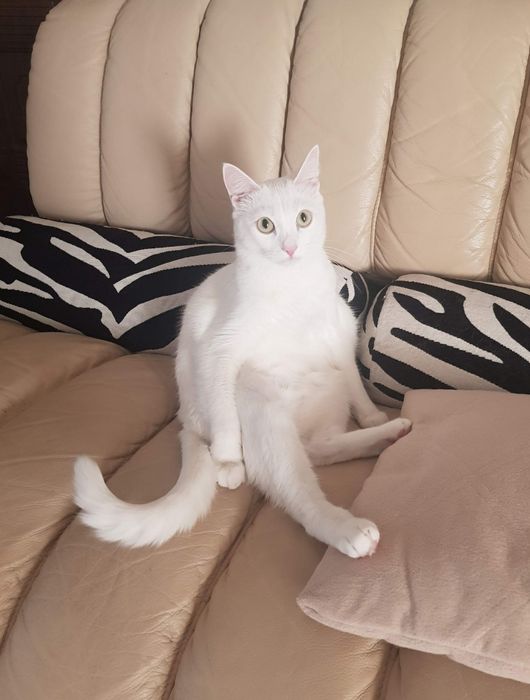 Отдам кота в добрые руки