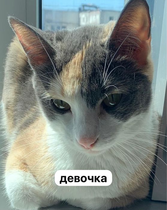 котята и взрослые кошки/коты