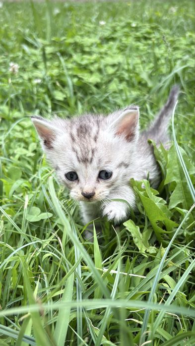 Котята мальчики и девочки в добрые руки