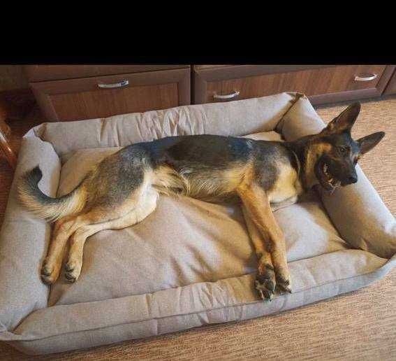 Товар для животных