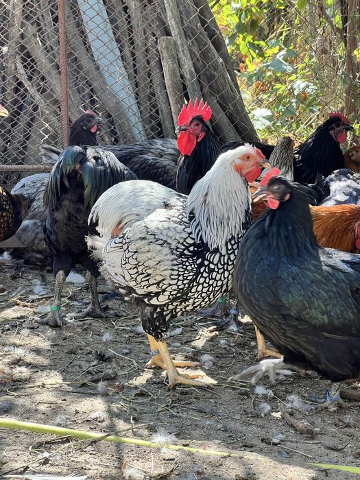 Cocosi Wyandotte Wiandotte 2025 TOP rasa pura GSG albastru auriu