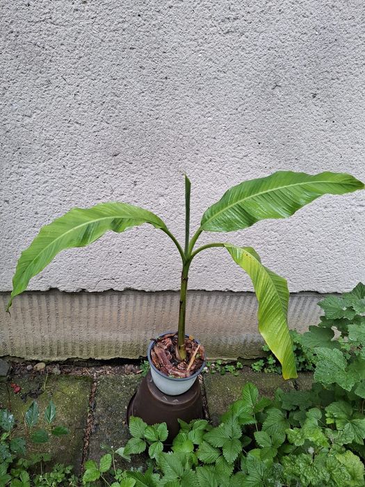 Bananieri de vanzare