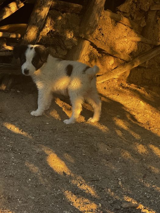 Catei catelusi , Pui de catel  pentru adoptie!