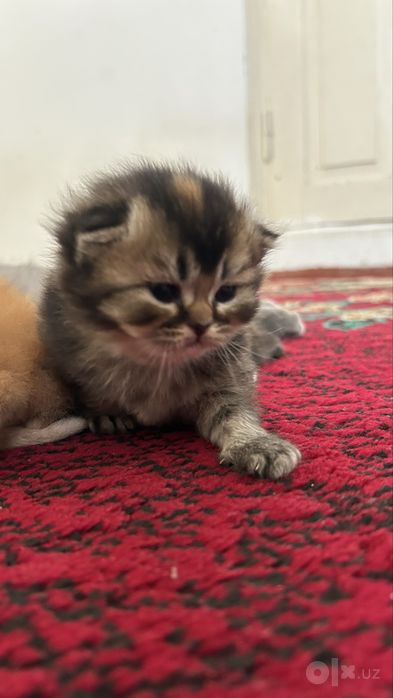 Scottish fold mushuk