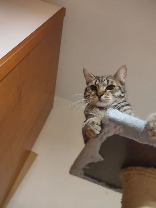 Ищу добрых хозяев для котенка подростка