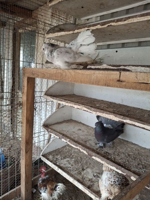 Porumbei voltati indieni