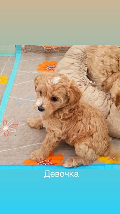 Щенки мальтипу 2 месяца