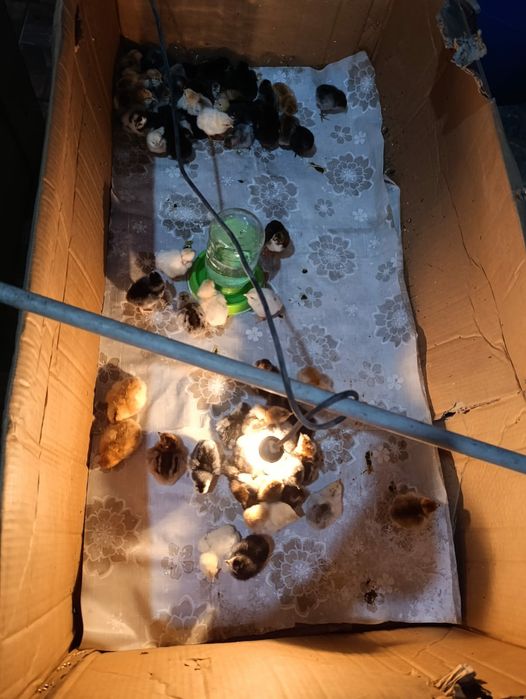 Продам цыплят или обменяю