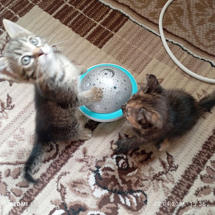 Отдам замечательных котят в любящие руки