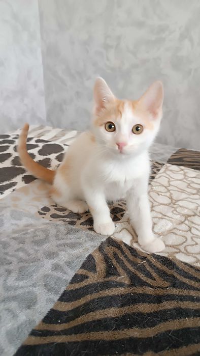 Маленькие котятки в добрые руки