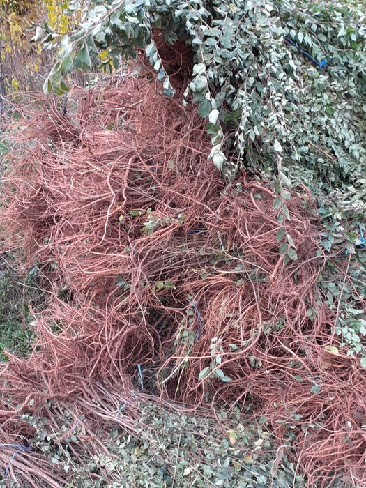 Gard viu din Ligustrum vulgare – lemn cainesc