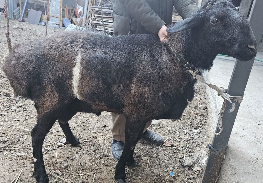 Уйда бокилган кучкор сотилади