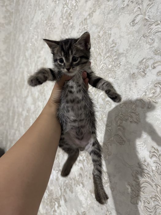 Отдам котенка в добрые руки