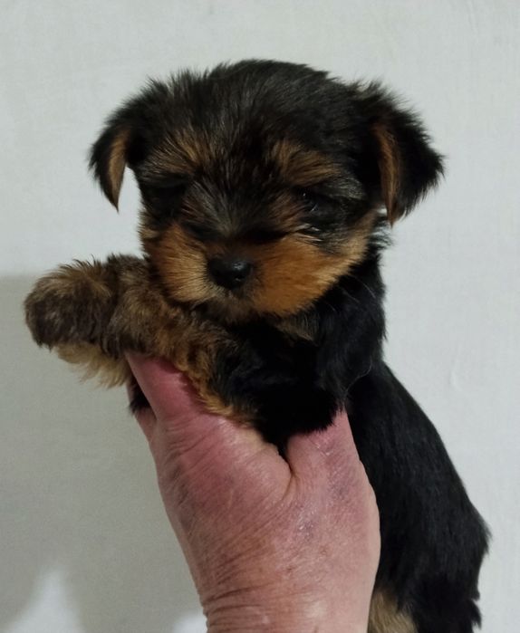 Щенки йоркширского терьера миники
