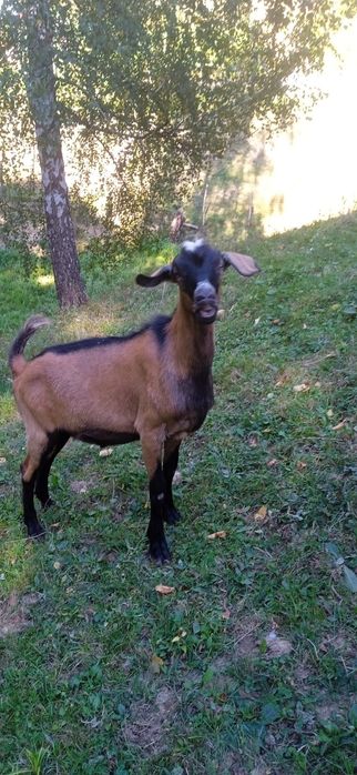 Țap metis de alpin