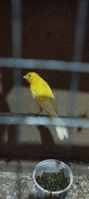 Канарейка жёлтая, самец или самка