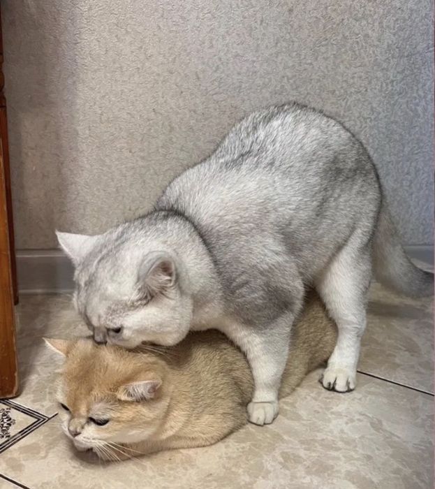 Вязка кота в Талдыкоргане!