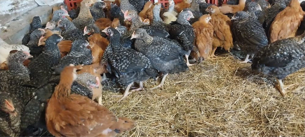 Pui rosii si porumbaci