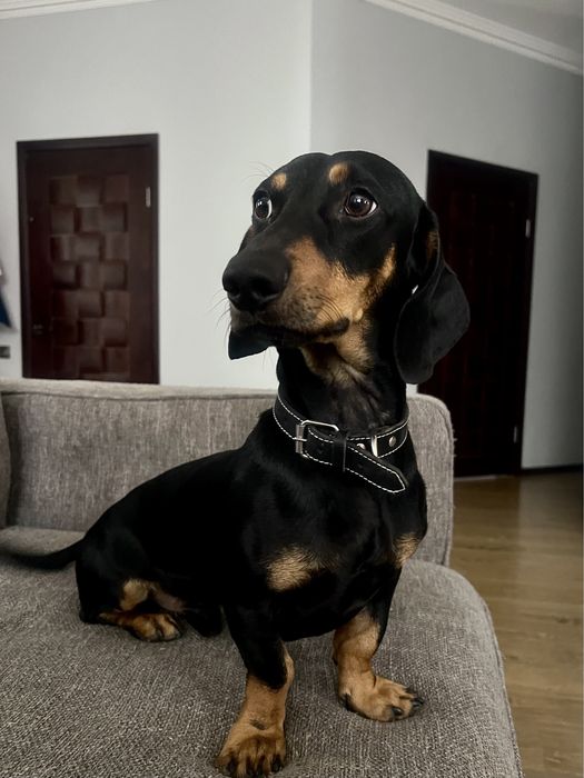 Кобель такса ищет подругу (вязка)