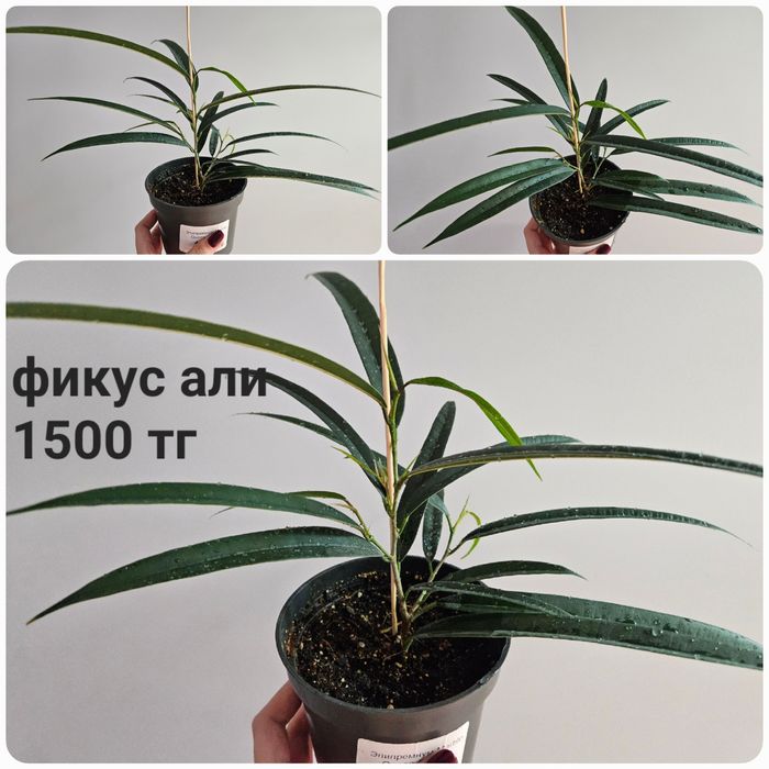 Фикус али, барок, дельтовидный