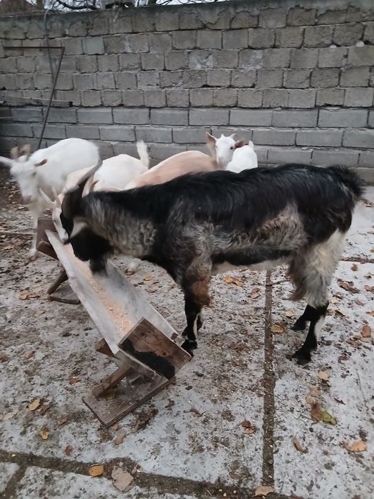 Țap de vânzare corcitura cu anglonubian si unul alpin francez