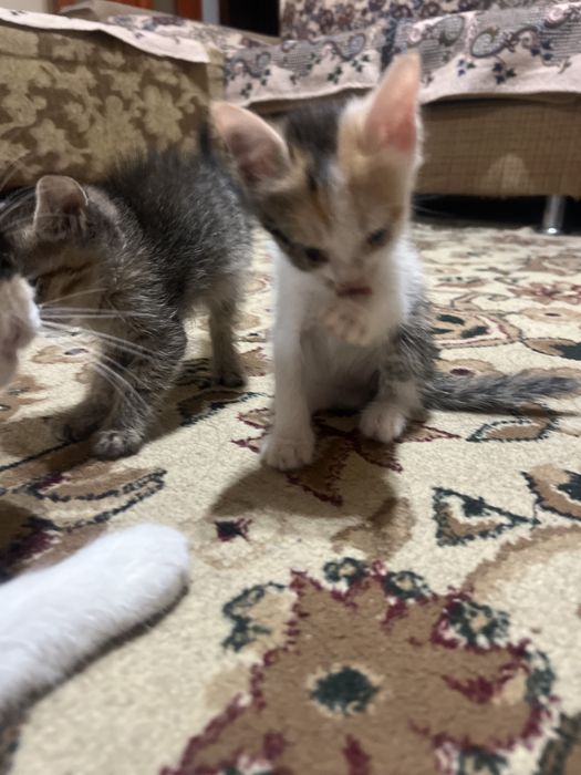 Отдам котят в хорошие руки